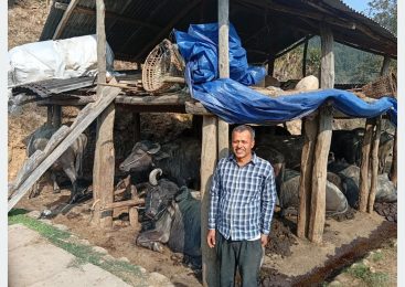 दुई पाडीबाट आचार्यले थालेको भैँसीपालन व्यावसायिकतातर्फ